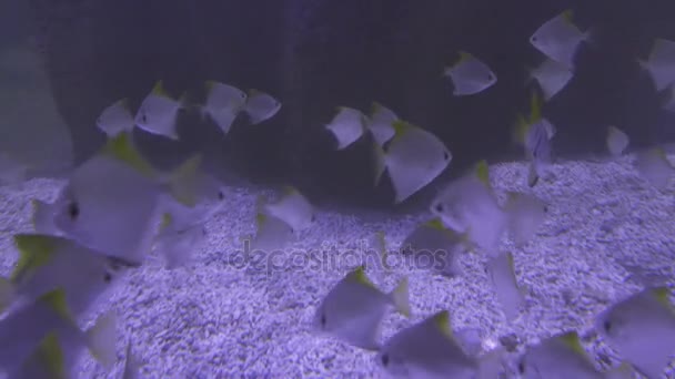 Monodactylus argenteus in acquario marino stock filmati video — Video Stock