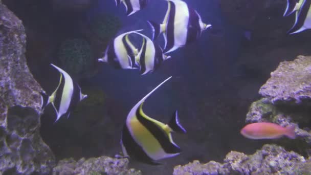 Bellissimo acquario di acqua salata con coralli video di stock di pesce tropicale — Video Stock