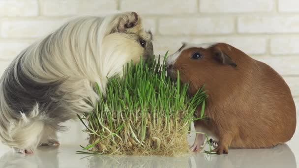Les cochons de Guinée race Golden American Crested et Coronet cavy manger germiné avoine stock footage video — Video
