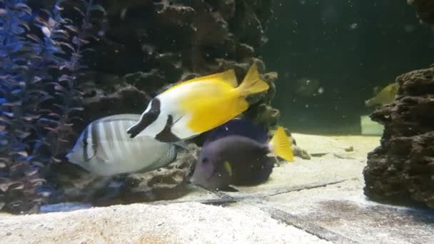 Rode Zee sailfin tang - Zebrasoma desjardinii — Stockvideo