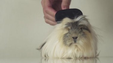 El ile fırça tarak saç eskiden şiling şimdi domuz doğurmak Coronet cavy yavaş hareket hisse senedi görüntüleri video