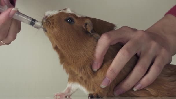 Guinée race porcine Golden American Crested médecine potable de seringue soins vétérinaires ralenti stock de séquences vidéo — Video