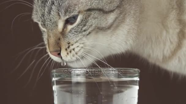 Thailändsk katt dricker vatten från glas slowmotion arkivfilmer video — Stockvideo