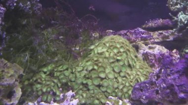 Deniz Akvaryumu mercan resif stok görüntüleri video