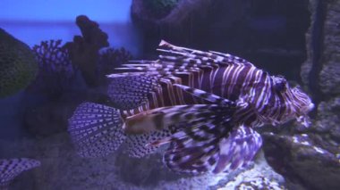 Kırmızı lionfish tuzlu su akvaryumu stok görüntüleri video