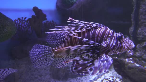 Lionfish rouge dans l'aquarium d'eau salée stock footage video — Video