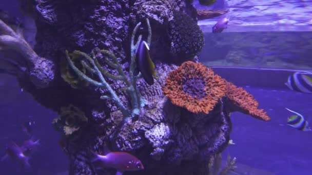 Mooie zoutwater aquarium koralen en tropische vissen stock footage video — Stockvideo