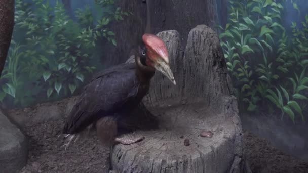 Rufous hornbill looking for food stock footage video — Stock Video