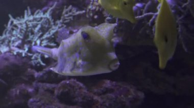 Sarı longhorn cowfish tuzlu su akvaryumu stok görüntüleri video içinde