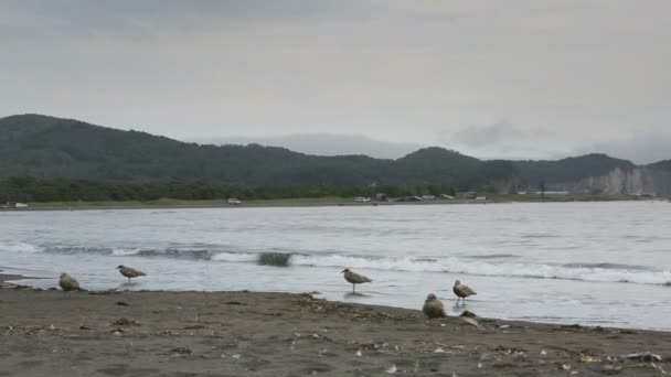 Zavoiko Bay in de Stille Oceaan. — Stockvideo