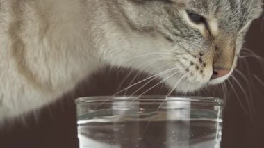Tay kedi suyu cam yavaş hareket hisse senedi görüntüleri video içer.
