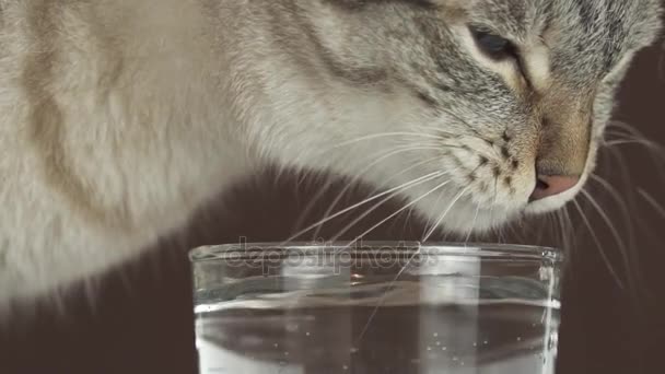 Thailändsk katt dricker vatten från glas slowmotion arkivfilmer video — Stockvideo