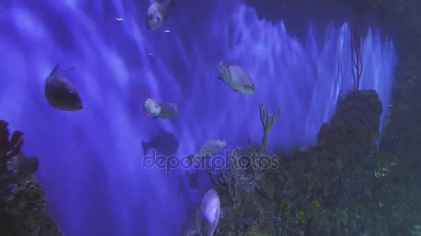 Bellissimo acquario di acqua salata con coralli video di stock di pesce tropicale — Video Stock