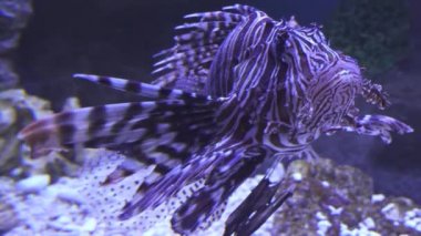 Kırmızı lionfish tuzlu su akvaryumu stok görüntüleri video
