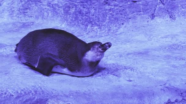Divertido pingüino Humboldt tratando de conciliar el sueño material de archivo de vídeo — Vídeos de Stock