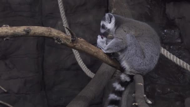 Divertente Anello coda lemure leccare la sua pelliccia su albero ramo stock filmato video — Video Stock