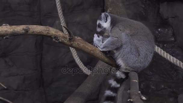 drôle anneau-tailed lémurien lécher sa fourrure sur arbre branche stock vidéo 