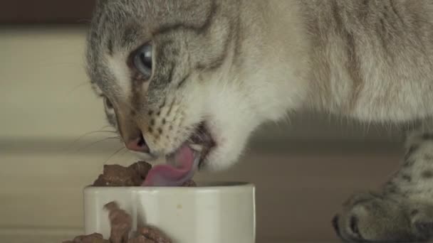 Katten äter våt mat med bitar av kött slowmotion arkivfilmer video — Stockvideo