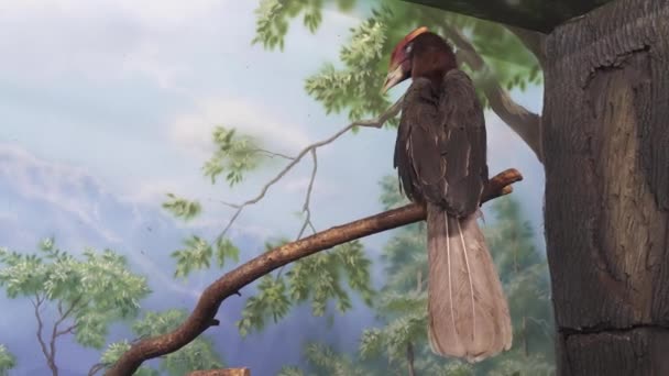 아름 다운 적갈색 hornbill 트리 분기 재고 장면 비디오에 — 비디오
