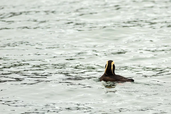 Puffin adornado nadar nas águas do Oceano Pacífico . — Fotografia de Stock