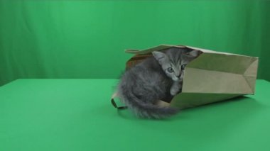 Güzel küçük İskoç Fold kağıt bagon yeşil ekran yavru kedi.