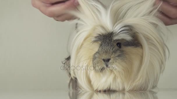 Beautiful guinea pig breed Coronet cavy slow motion stock footage video — Stock Video