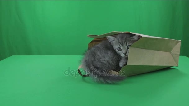 Beautiful little kittens Scottish Fold in paper bagon Green Screen. — Stock Video