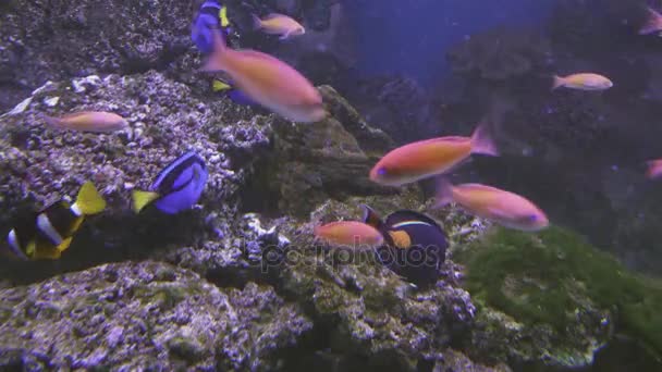 Beautiful saltwater aquarium with corals tropical fish stock footage video — Stock Video