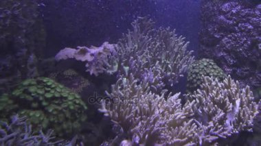 Deniz Akvaryumu mercan resif stok görüntüleri video