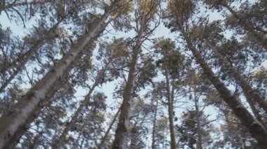 Dairesel panorama kış orman yüksek karla kaplı çam ağaçları stok görüntüleri video