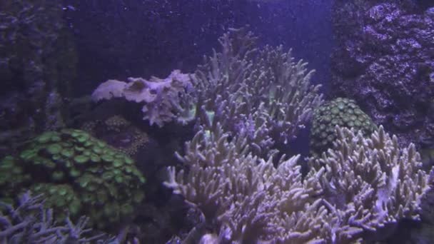 Saltvattensakvarium koraller reef arkivfilmer video — Stockvideo