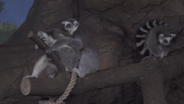 Gruppo di lemure dalla coda ad anello su filmati di filmati di branca di alberi — Video Stock