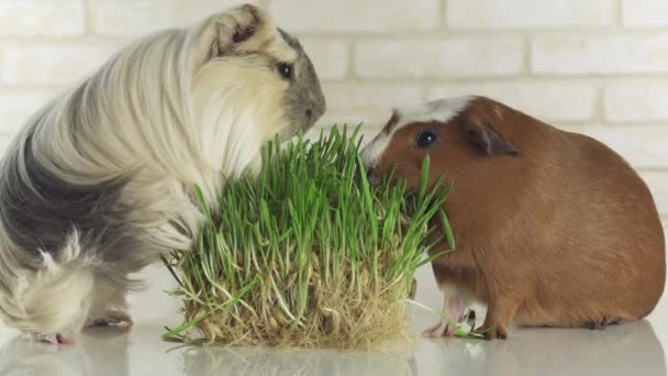 Eskiden şiling şimdi pigs doğurmak altın Amerikan tepeli ve Coronet cavy germinated yulaf stok görüntüleri video yemek — Stok video