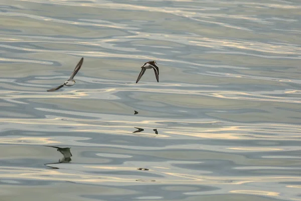 Calidrids ou waders típicos sobrevoam o Oceano Pacífico — Fotografia de Stock