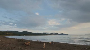 Zavoiko Bay Pasifik Okyanusu.