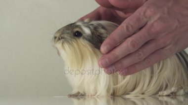 En sevdiğim eskiden şiling şimdi domuz doğurmak güvenilir erkekler ağır çekim stok görüntüleri video emin ellerde güvenen Coronet cavy