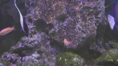 Mercan tropikal balık stok görüntüleri video ile güzel tuzlu su akvaryumu