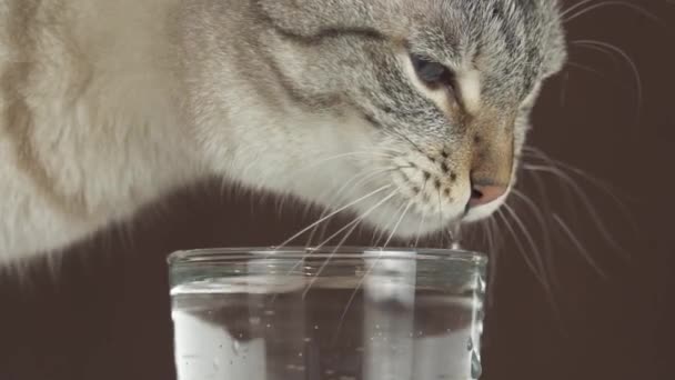 Thailändsk katt dricker vatten från glas slowmotion arkivfilmer video — Stockvideo