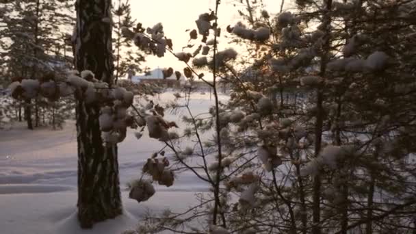 El sol irrumpe a través de vídeo de material de pino cubierto de nieve — Vídeos de Stock