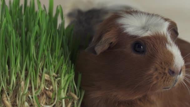 Guinea pigs breed Golden American Crested eat germinated oats slow motion stock footage video — Stock Video