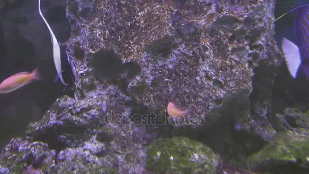 Mooie zoutwater aquarium met koralen tropische vissen stock footage video — Stockvideo