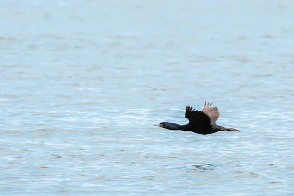 Pelagische Aalscholver vliegen over de Stille Oceaan. — Stockfoto