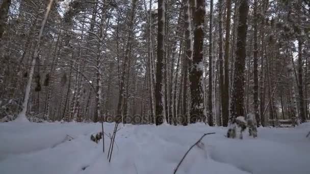 Podróż przez malownicze zimowe zaśnieżone leśne Stockowy wideo — Wideo stockowe