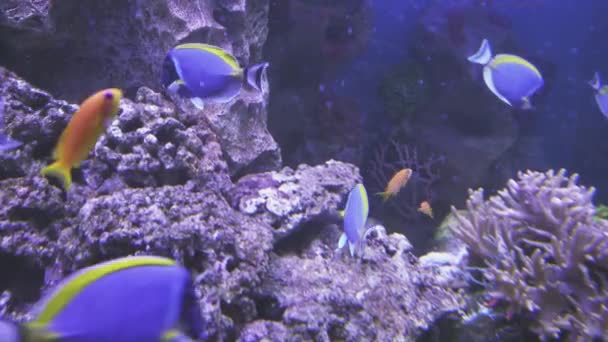 Powder Blue Tang e Lyretail Anthias em aquário de água salgada imagens de vídeo — Vídeo de Stock