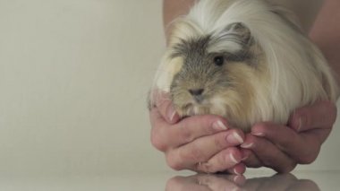 En sevdiğim eskiden şiling şimdi domuz doğurmak Coronet iyi nazik kadın güvenen cavy eller yavaş hareket hisse senedi görüntüleri video