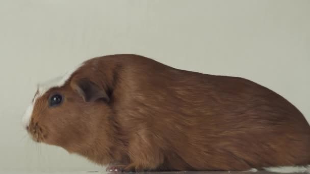 Guinea pigs breed Golden American Crested feet slip on slippery surfaces slow motion stock footage video — Stock Video