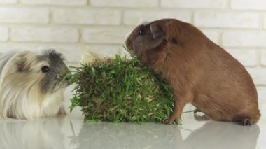 Eskiden şiling şimdi pigs doğurmak altın Amerikan tepeli ve Coronet cavy germinated yulaf stok görüntüleri video yemek