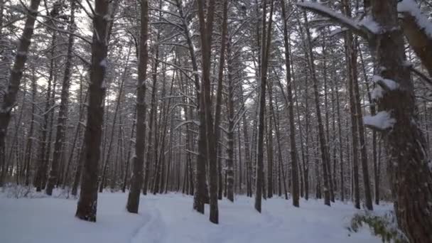 Viaje a través del hermoso invierno cubierto de nieve imágenes del bosque video — Vídeo de stock