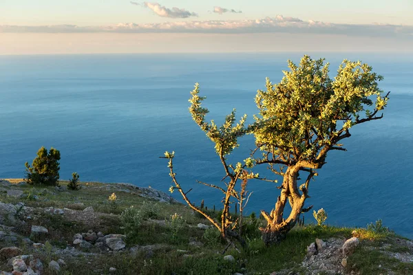 Μοναχικό δέντρο φόντο της Μαύρης θάλασσας στην Ανατολή του ηλίου στην κορυφή του βουνού Ilyas Kaya. — Φωτογραφία Αρχείου