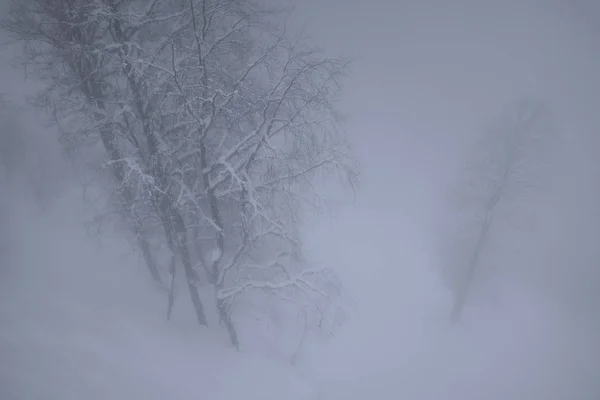 Schneebedeckter Wald in den Wolken am Nordhang des Aibga-Berges im westlichen Kaukasus — Stockfoto